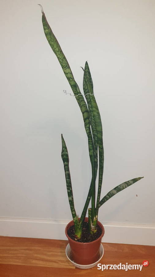 Sansewieria wysoka wysokość 80 Kaktusy i sukulenty mazowieckie Warszawa