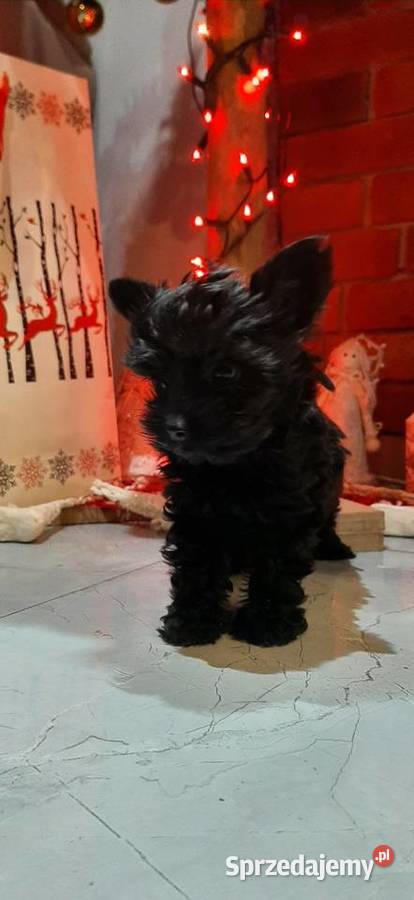 Mini york czarny Bukowno