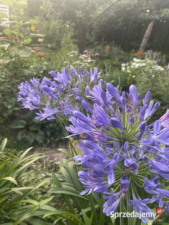Agapanthus w donicy