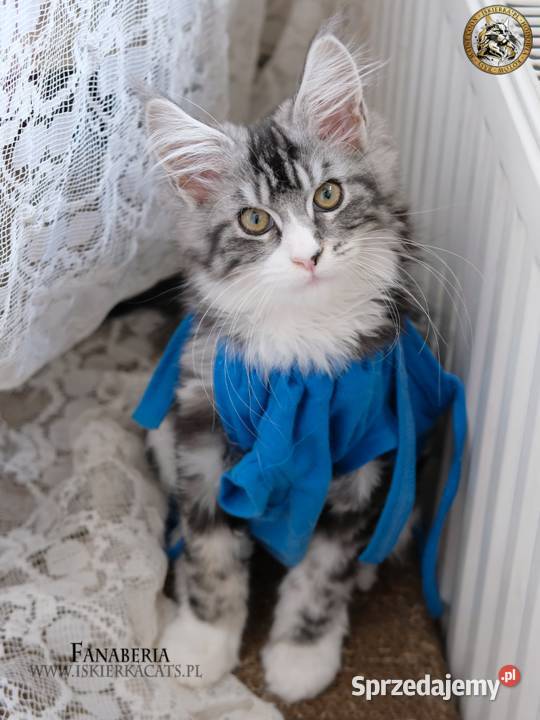 Srebrzysta kotka o pięknym kontraście maine coon Warszawa