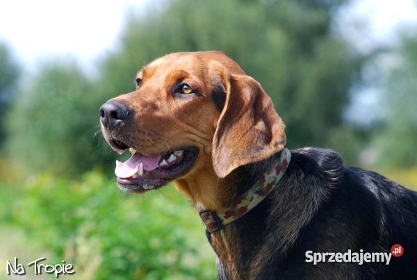 ogar polski szczenietarodowodowe Zwierzęta Warszawa