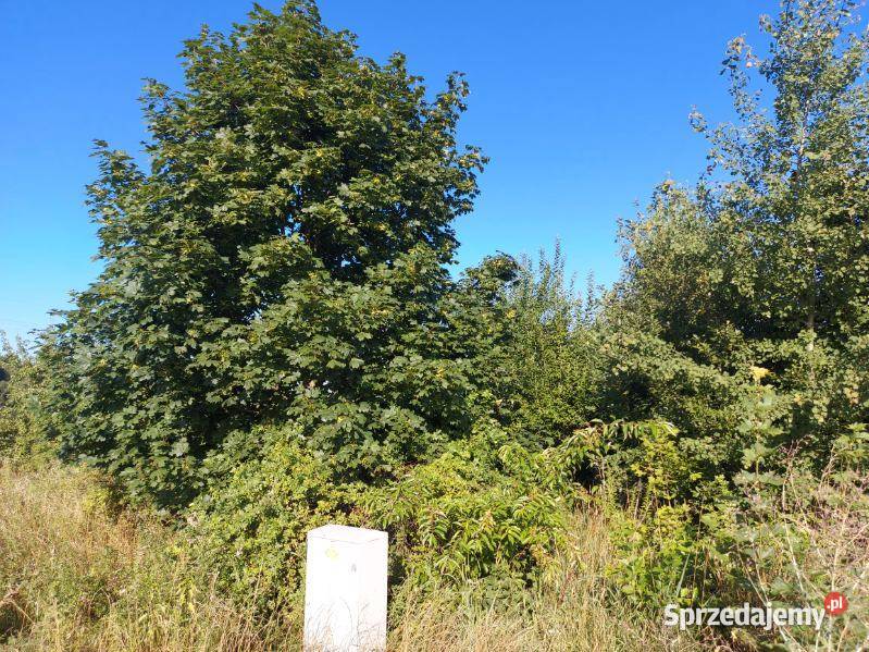 Wycinka drzew krzewówcięcie tui kompleksowe Ogród śląskie Częstochowa