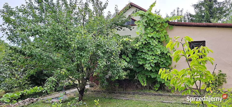 Sprzedam działkę ROD w Żaganiu Żagań