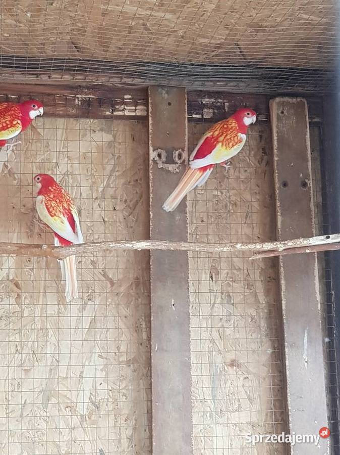 rozelle białolice Stare Babice sprzedam