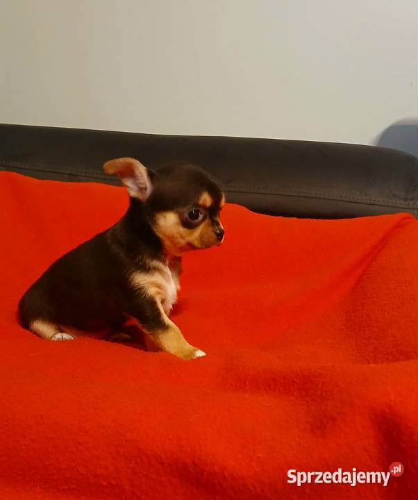 Suczka chihuahua mini Płock sprzedam