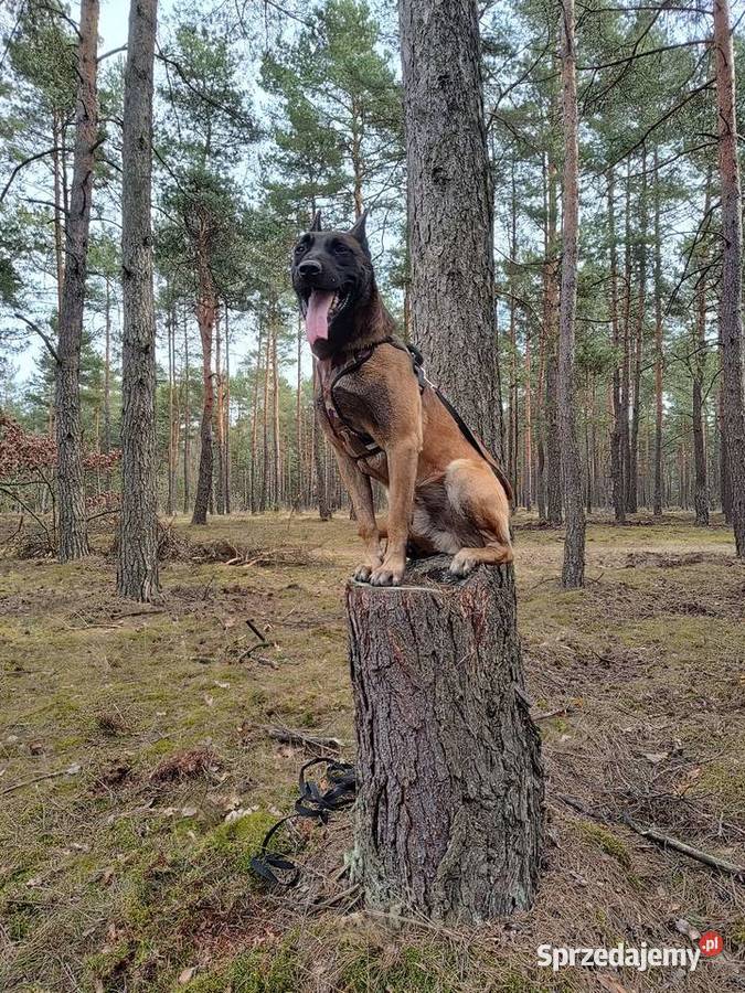 Owczarek Belgijski Milanois Częstochowa