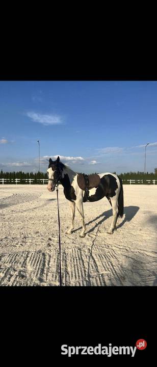 Sprzedam prawie 3 letniego ogiera Konie