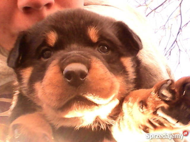 Trzymiesięczna suczka rasy rottweiler małopolskie Hebdów