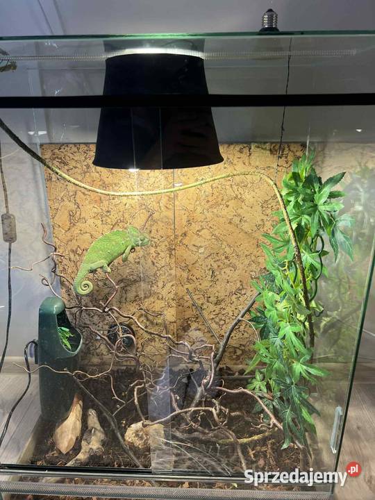 Kameleon Jemeński 2letnia samica terrarium z Dąbrówka