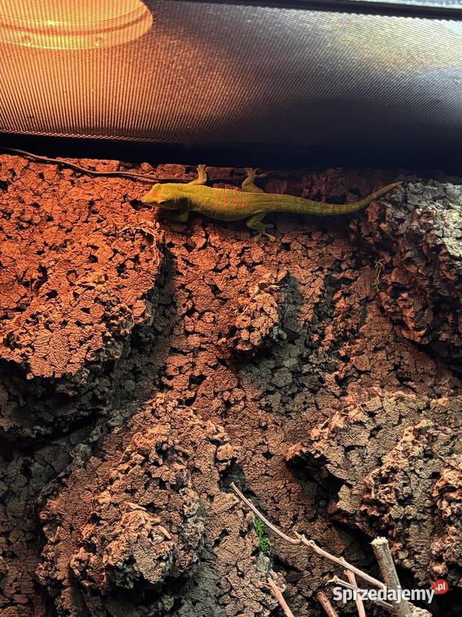 Felsuma madagaskarska Samica Gdynia