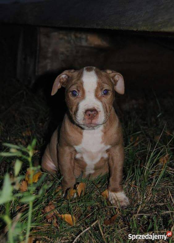 Pit bull Gniezno