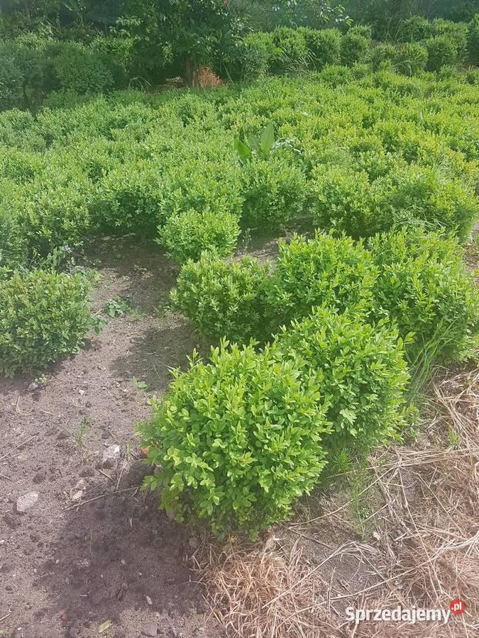 BukszpanBukszpany kule Rośliny Warszawa sprzedam
