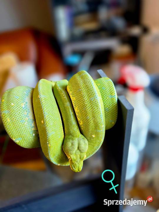 Pyton zielony Morelia Viridis Cyklop Nieborów