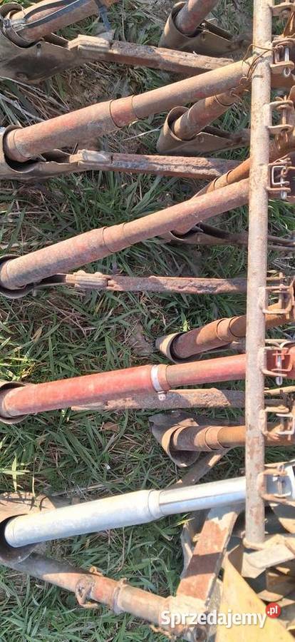 Siewnik Poznaniak Książ Wielki