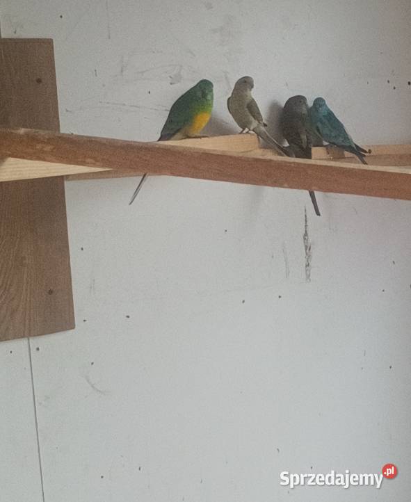 Papugi świergoty i inne Ptaki Bobrowa Wola