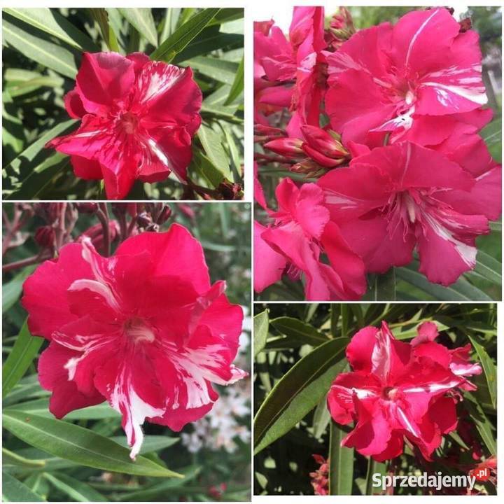 Szczepki okeander powinny zakwitnąć 2021 roku Brzeźnica