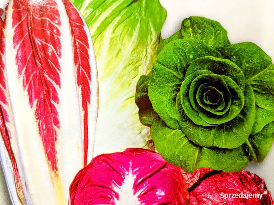 Sałaty świata Cykoria endywia sałata nasiona Kraków