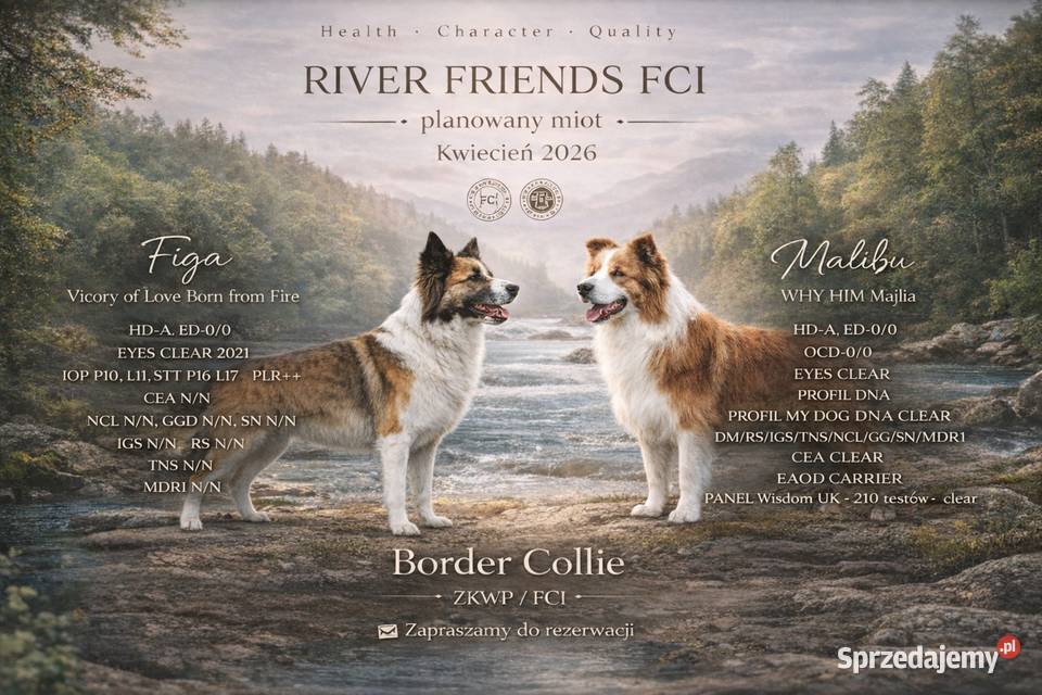 Szczeniak Border Collie Pozostałe Kolonowskie