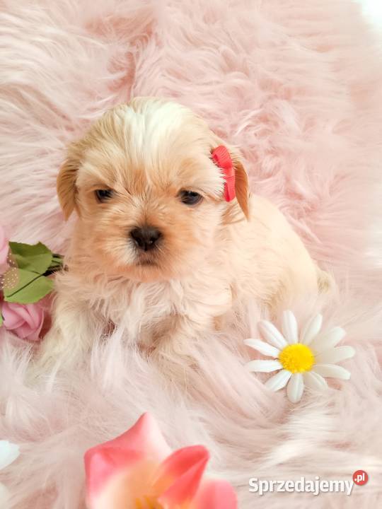 Jasna suczka rasy ShihTzu sprzedam