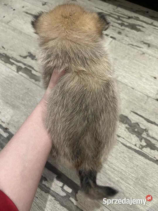 yorkie pom pomorskie Somonino