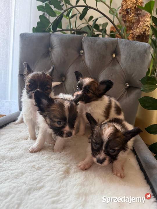 Papillon szczeniak Spaniel kontynentalny śląskie Dudki