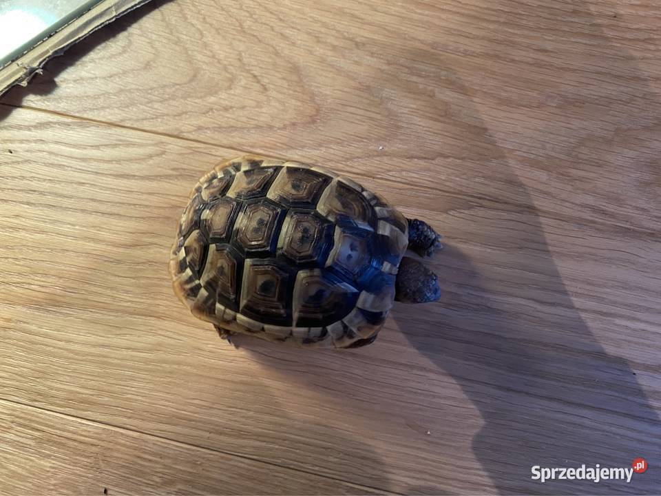 OKAZJA Żółw stepowy z terrarium 2 komplety Kiekrz sprzedam