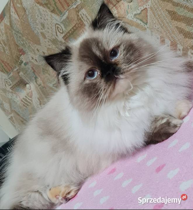 Sprzedam kotkę perską Żary