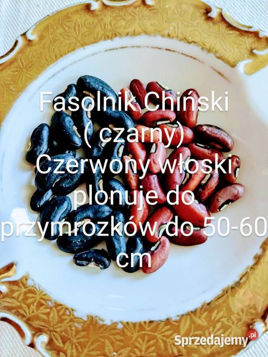 Broda mnicha Dzikie szparagi Fasolnik egipski Kraków