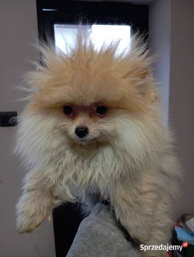 Szpic miniaturowy Bukowno