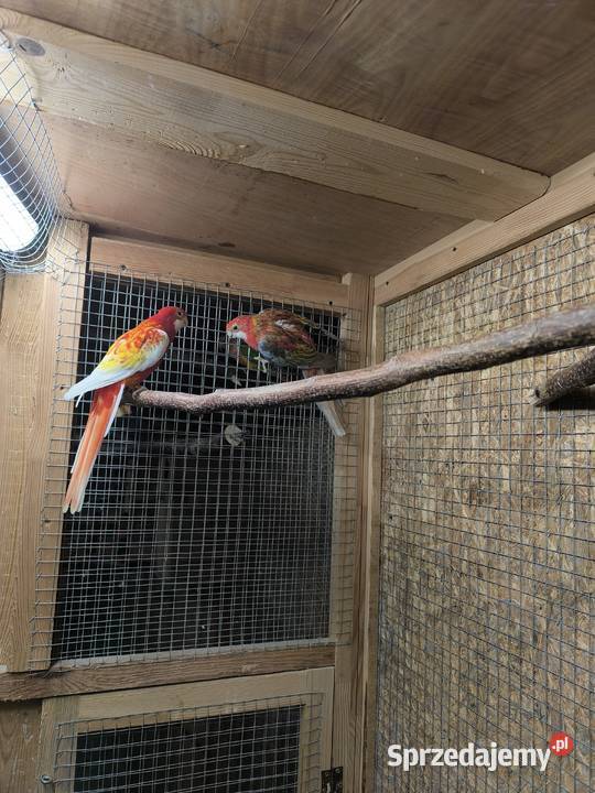 Papugi Rozelle Białolice parka lęgowa rubino wielkopolskie Rostarzewo