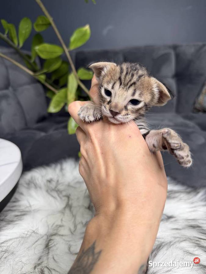 Złota samica Savannah F6 małopolskie Kraków