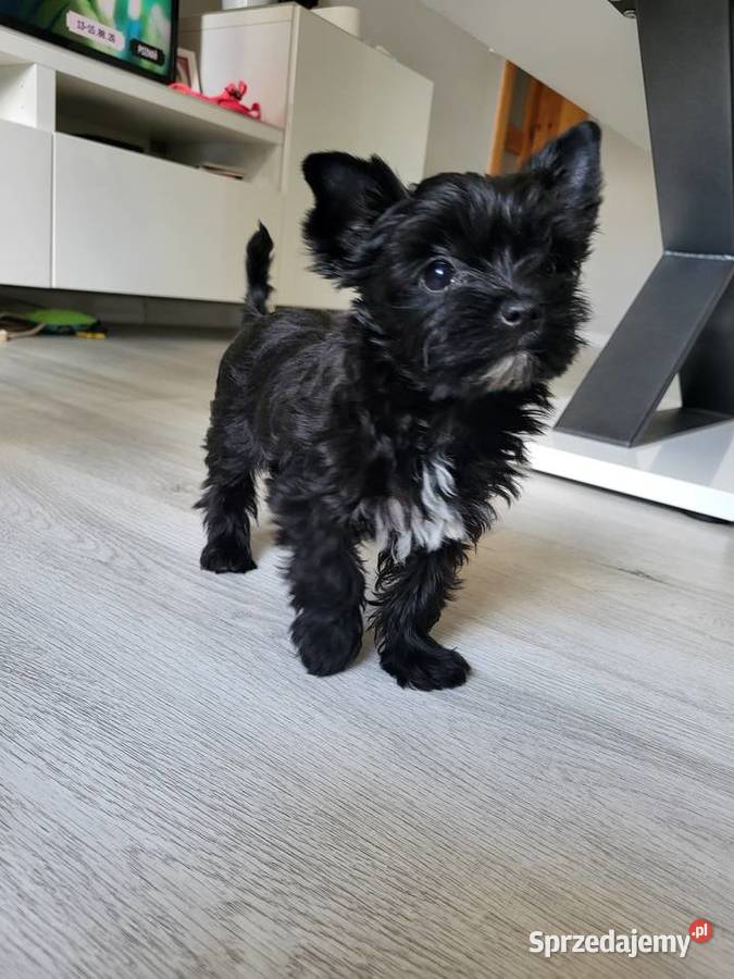 Yorkshire Terrier czarna sunia dolnośląskie
