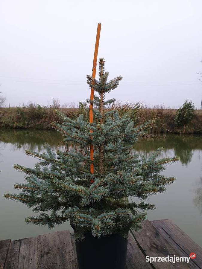 Choinki na Boże Narodzenie 2025 Poznań i DARMOWA