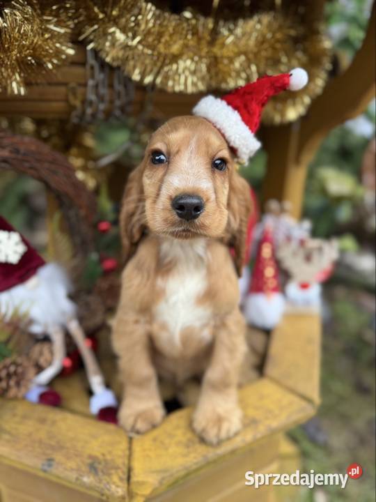 Śliczny piesek Cocker Spaniel Angielski złoty z Sandomierz sprzedam