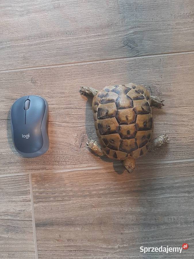 żłów lądowy grecki plus wyposażone terrarium Gady i płazy sprzedam