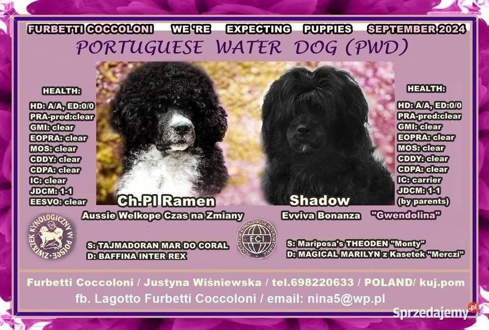 Szczenięta portugalski pies dowodny zkwp FCI kujawsko-pomorskie Makówiec