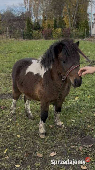 Sprzedam kuca szetlandzkiego Czerniewice