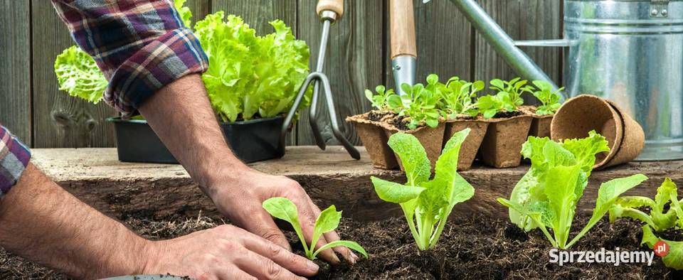WYPRZEDAŻ Tunel foliowy szklarnia 4x6 m 24m Pawilony i namioty mazowieckie