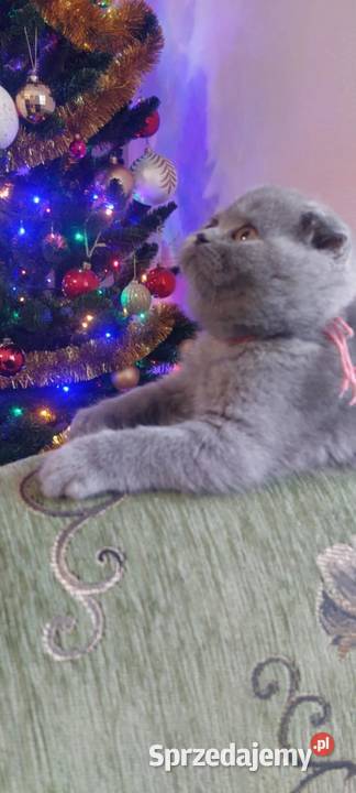 kotki brytyjskie Rejowiec sprzedam