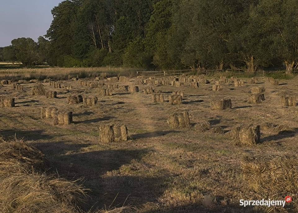 Lucerna w kostkach mieszanka z sianemMozliwy Bielsk Podlaski