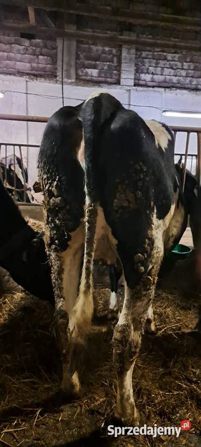 Jałówka wysokocielna Barnowiec