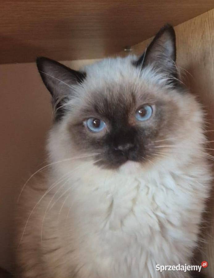 Ragdoll wystawowohodowlany Rzeszów