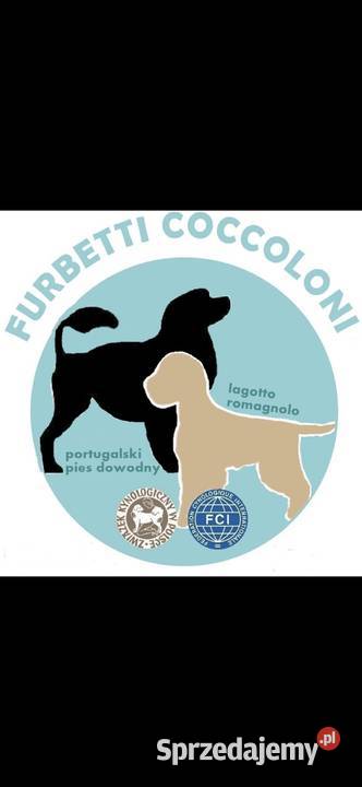 Portugalski pies dowodny szczenięta pieski Makówiec sprzedam