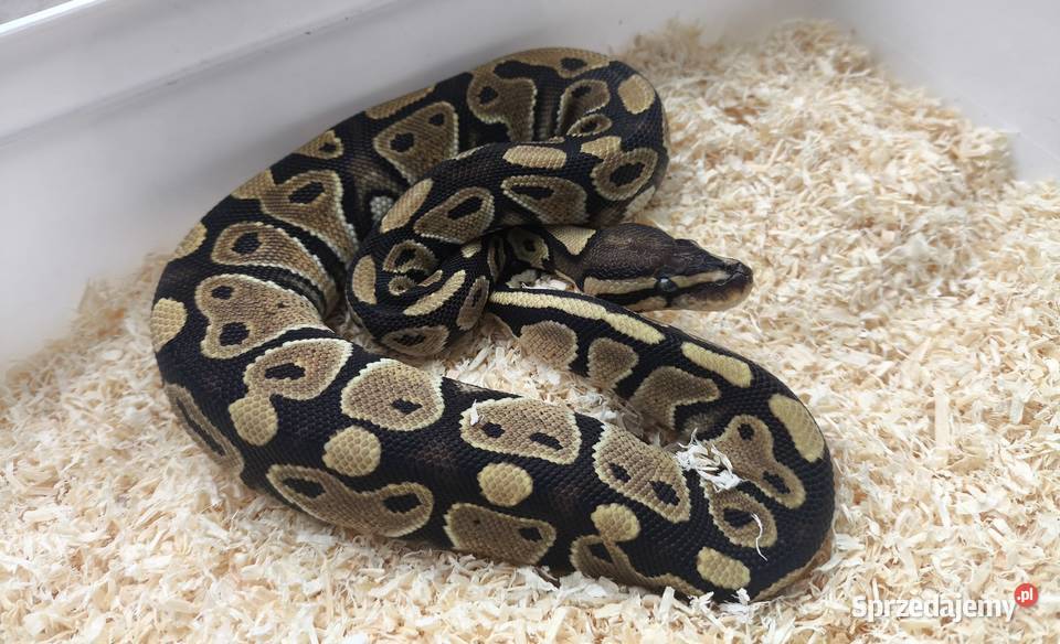 Pyton królewski samica 211 Boruja Kościelna