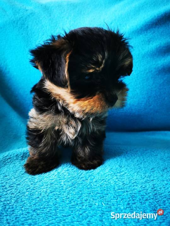 Yorki z rodowodem już do odbioru