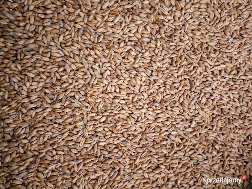 WarzywaZboża z małego gospodarstwa Łosice