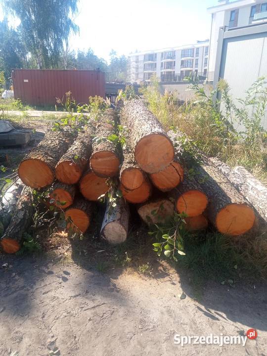 olcha tartaczna Warszawa