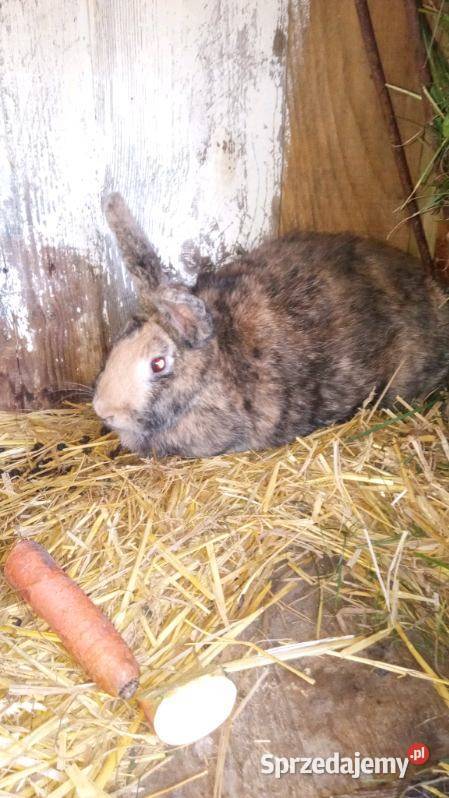 Sprzedam króliki z własnej hodowli