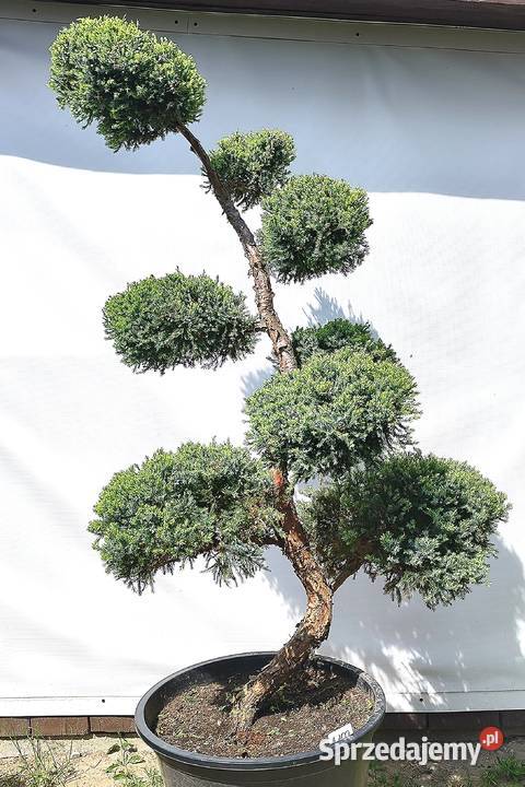 Bonsai Niwaki Jałowiec Holger podkarpackie Medynia Łańcucka sprzedam