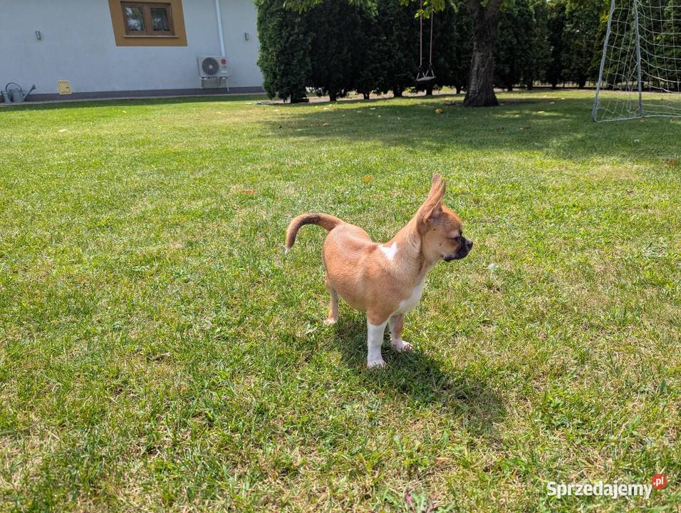 Chihuahua malutki wyjątkowy xxs Radomsko